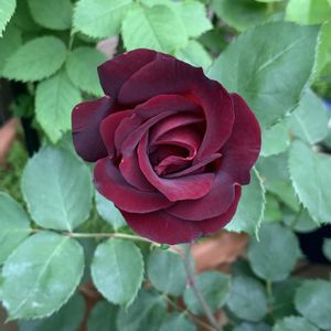 黒薔薇,バラ 鉢植え,黒バラ,ばら バラ 薔薇,薔薇 夜のシラベの画像
