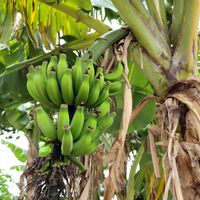 バナナ,果実,南国,花のある暮らし,旅行先の画像