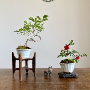 ボケ,マユミ,マユミ,木瓜(ボケ),盆栽の画像