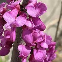 ハナズオウ,花壇,ガーデニング,庭木,山野草の画像