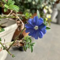 アメリカンブルー,ガーデニング,成長記録,ブルーの花,花のある暮らしの画像