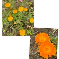 キンセンカ,春の庭,オレンジ色の花,富山支部,腰痛の画像