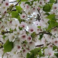 サクラ,ハナカイドウ,大島桜,感謝,花のある暮らしの画像