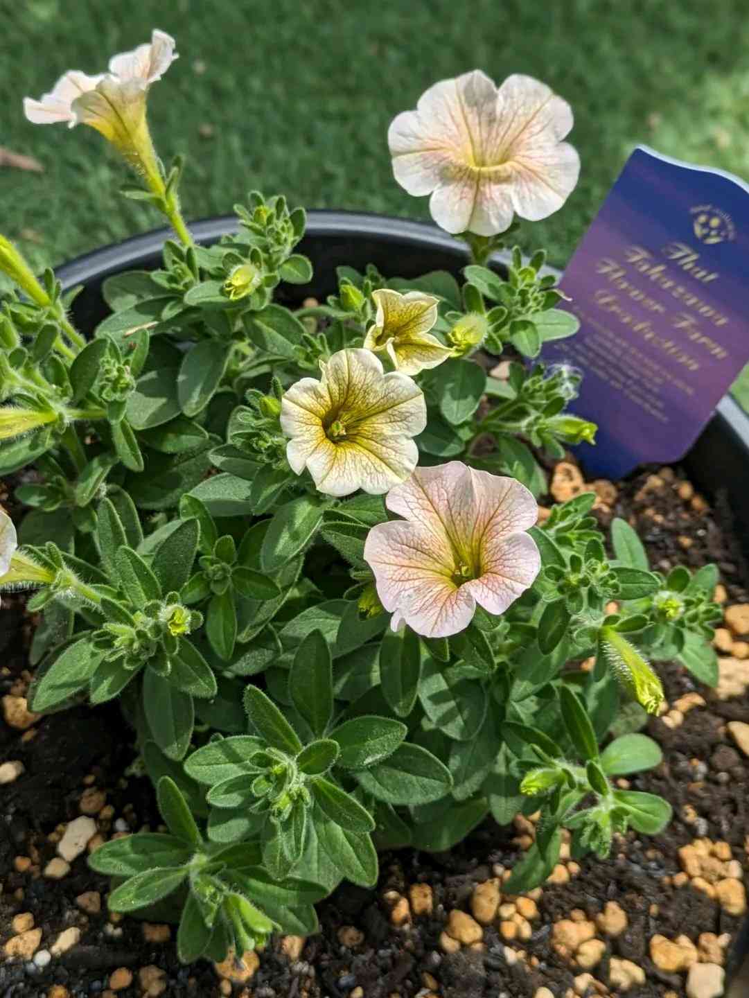 寄せ植えの投稿画像 by sorataさん｜チェルズグリーンとchels green と