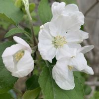 リンゴ,白い花,4月,庭の画像