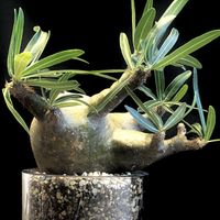 グラキリス,パキポディウム・グラキリス,塊根植物,塊根植物のある暮らし,塊根女子の画像