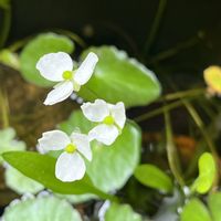 オモダカ,水生植物,花のある暮らし,iPhone13で撮影,サンサン美少年倶楽部の画像