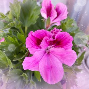 ペラルゴニウム,ピンクの花,花のある暮らし,大好きな花,挿し木から成長の画像