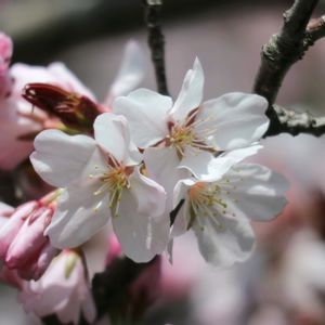 コブシ,サクラ,ハクモクレン,さくら 桜 サクラ,お花を楽しむの画像