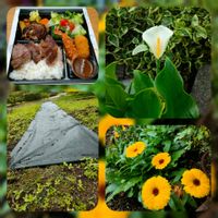 カラー,キンセンカ,ガーデニング,花のある暮らし,庭の画像