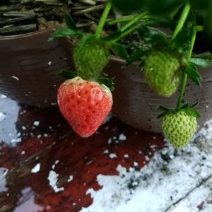 イチゴ♡,いちご成長記録,プランター栽培,一季なり苺,小さな庭の画像
