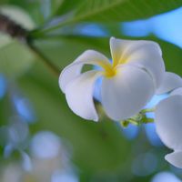 プルメリア,散歩道,白い花,いい匂い,パラオのプルメリアの画像