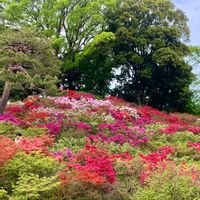 ツツジ,モミジ,日本庭園,癒し,庭園の画像