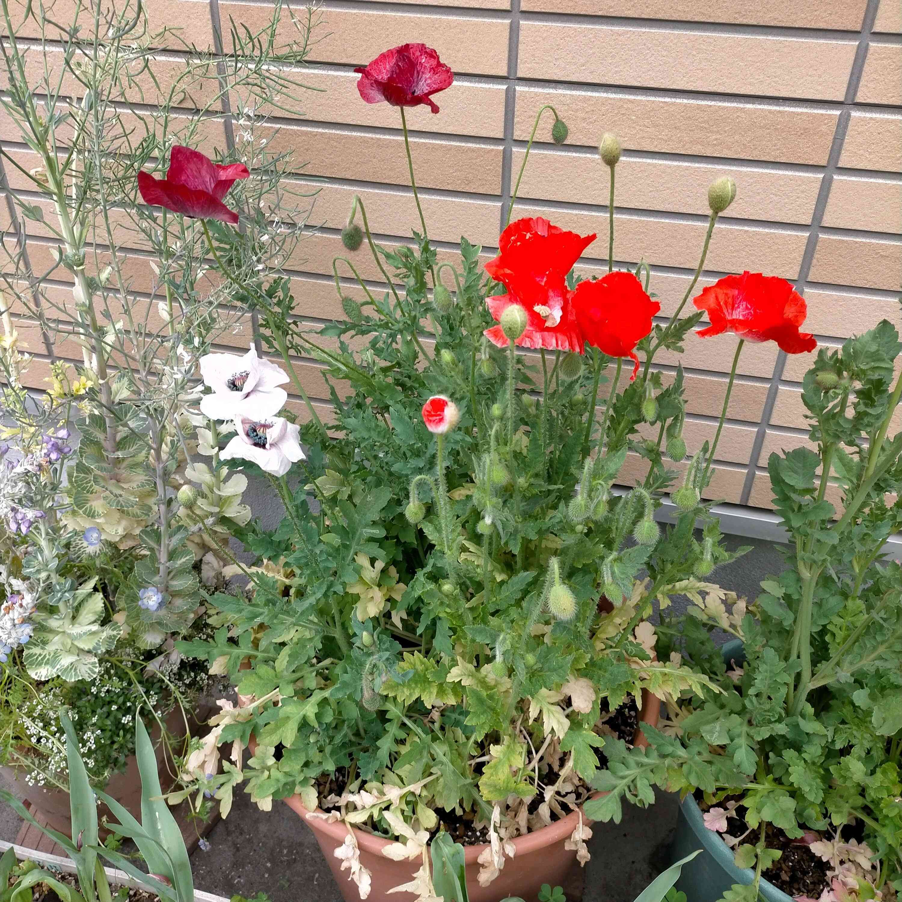 Serge Marjisse【エコルとひなげしの花】肉質画 Serge Marjisse【エコルとひなげしの花】肉質画 Serge Marjisse