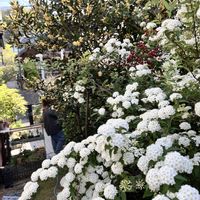 コデマリ,月桂樹,庭の画像