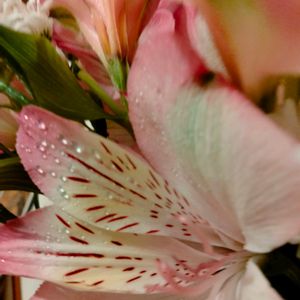 アルストロメリア,ユリ,切り花,ピンク色の花の画像