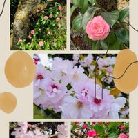 サクラ,ツバキ,八重桜,ハナカイドウの画像