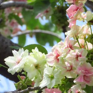 鬱金桜,鬱金桜,緑の花びら,お出かけ先の画像