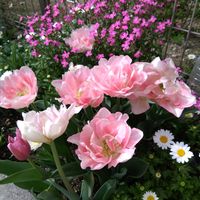 シレネ,チューリップ,ノースポール,ビオラ,花のある暮らしの画像