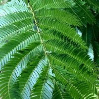 エバーフレッシュ,リビング,グリーン,癒し,今日のお花の画像