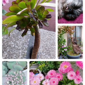 多肉のお花,鉢植え,軒下,花のある暮らし,緑のある暮らしの画像