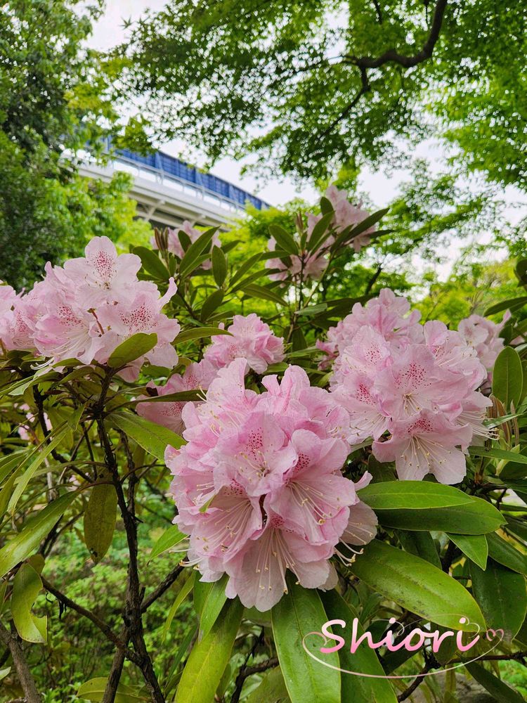 志桜里❦さんの横浜公園への投稿