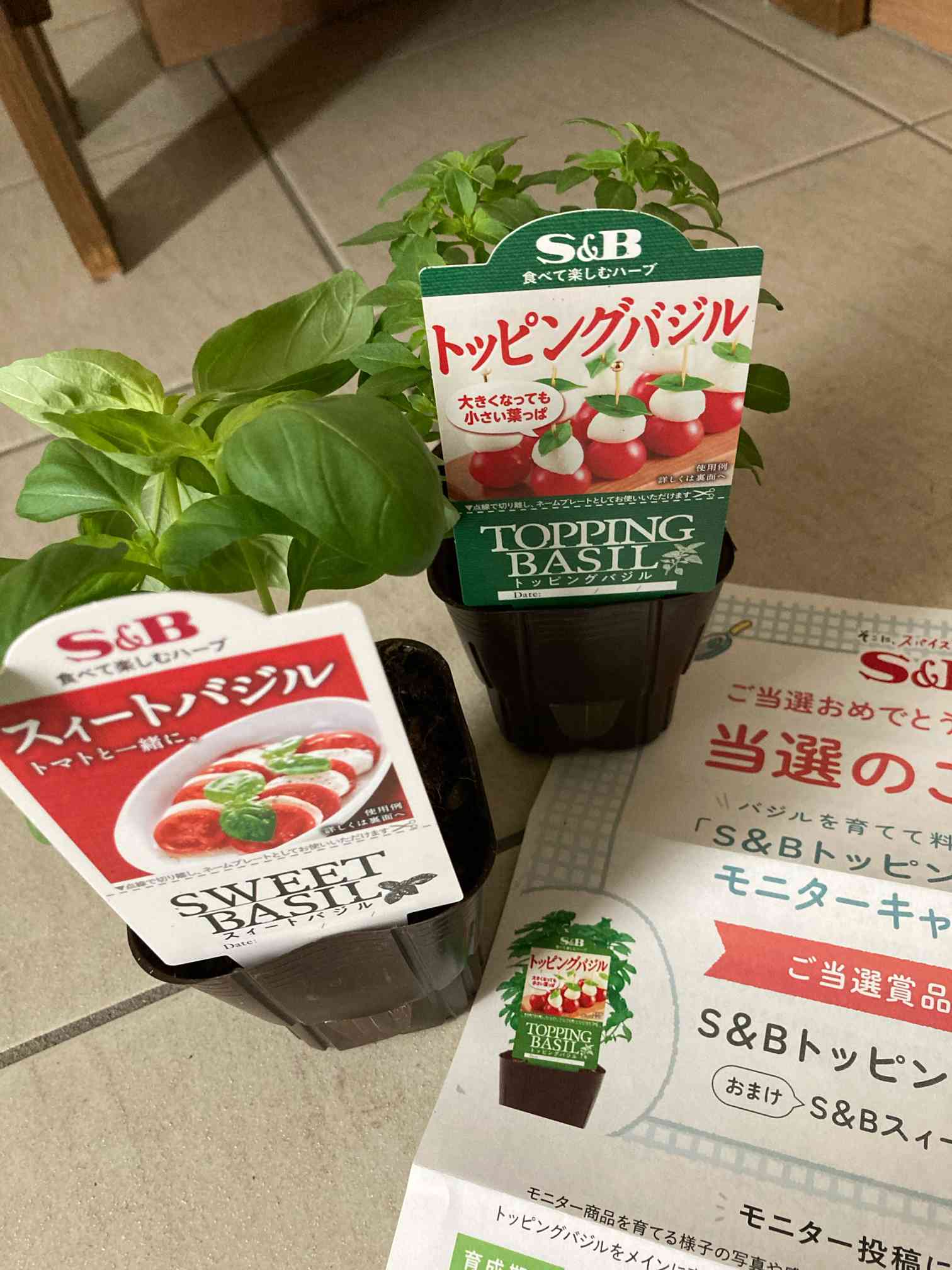 S&Bトッピングバジル&スィートバジル日記｜🍀GreenSnap（グリーン