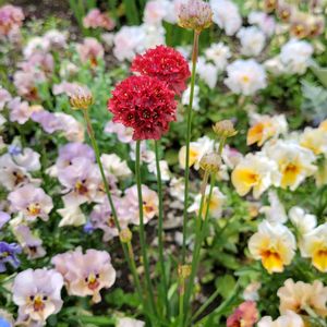 アルメリア,アルメリア バレリーナ,花壇,種まき,花のある暮らしの画像