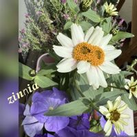 ジニア,百日草,ベチュニア,GSに感謝。,愛の花の画像
