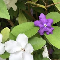 ニオイバンマツリ,いい香り♡,白色の花,須磨離宮公園の画像