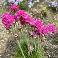 アルメリア,春の庭,ピンク色の花,富山支部,腰痛の画像