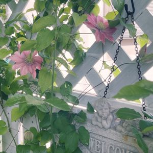 クレマチス リトルマーメイド,ナチュラルガーデン,手作りの庭,ローズガーデン,花のある暮らしの画像