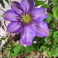 クレマチス,お花,紫の花,うれしい！,プランター栽培の画像