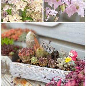 オダマキ,フロックスクリームブリュレ,サボテンの寄せ植え,かわいいな♡,葉っぱのある暮らしの画像