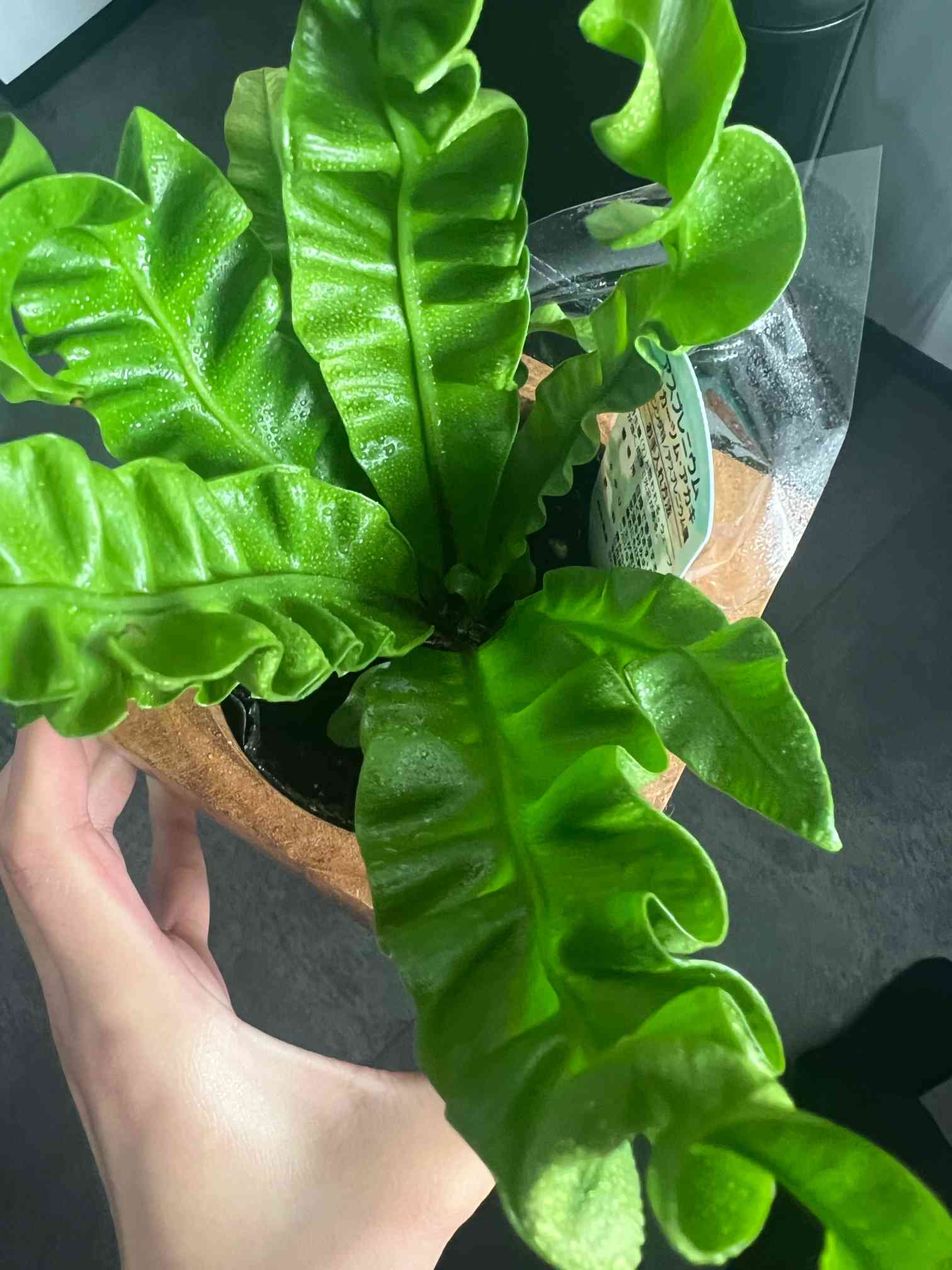 アスプレニウム アカキ成長記録🌿｜🍀GreenSnap（グリーンスナップ）