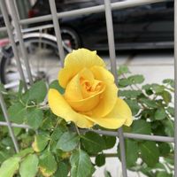 #ガーデニング初心者,黄色のバラ,ばら バラ 薔薇,フェンスにつる性植物,#おでかけすると園芸店探しちゃうの画像