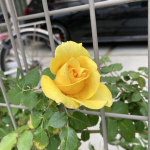#ガーデニング初心者,黄色のバラ,ばら バラ 薔薇,フェンスにつる性植物,#おでかけすると園芸店探しちゃうの画像