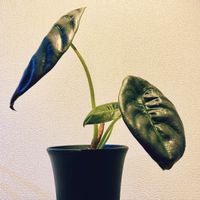アロカシア,アロカシア・クプレア,観葉植物,鉢植え,成長記録の画像