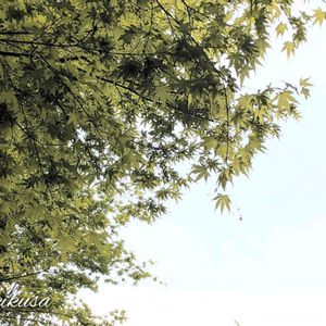 イロハモミジ,モミジ✽,庭の画像