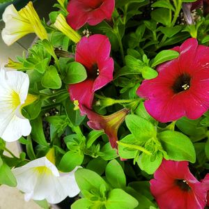 ペチュニア　ビューティカル,かわいいな♡,植物のある暮らし,植中毒,花を楽しむの画像