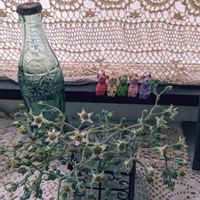 多肉植物,コカコーラ,朧月の花♡,ニャンニャン祭りの画像