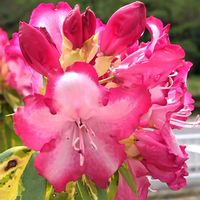 西洋シャクナゲ,石楠花（シャクナゲ）,地植え,かわいい花,プレジデント　ルーズベルトの画像