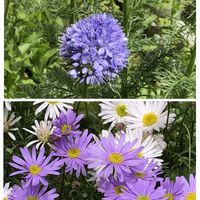 ギリア・レプタンサ,ブラキカム,かわいい,白い花,青い花の画像