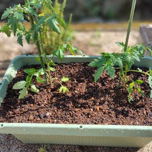 トマト,ペチュニア,小さな庭,家庭菜園の画像
