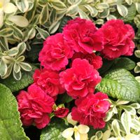 ジュリアン,シレネ・ユニフローラ,寄せ植え,赤い花,植物の画像