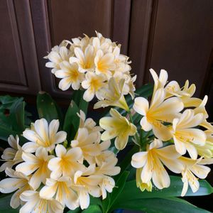 クンシラン,花のある暮らし,黄色の花,玄関先,可愛い花の画像