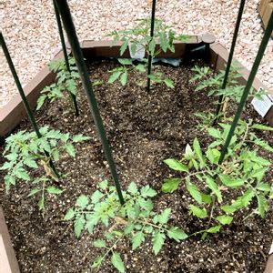 トマト,ミニトマト,季節感,小さな庭,家庭菜園の画像