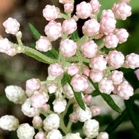 ライスフラワー,白い花,癒し,薄ピンク,かわいい♡の画像