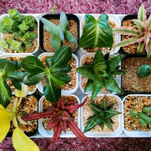 観葉植物,ミニ観葉,植物のある暮らし,botanical lifeの画像
