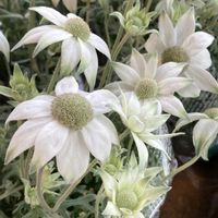 フランネルフラワー,白い花,素敵な出会いの画像